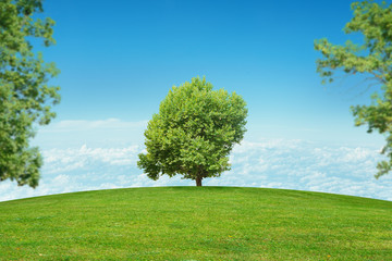 Fototapeta na wymiar Landscape with tree in center
