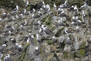 Islas Ballestas, Perú