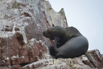 León de mar, Islas Ballestas, Perú