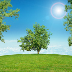 Fototapeta na wymiar Landscape with green grass and sun