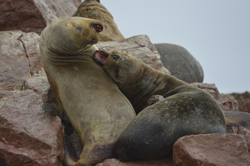 León de mar, Islas Ballestas, Perú