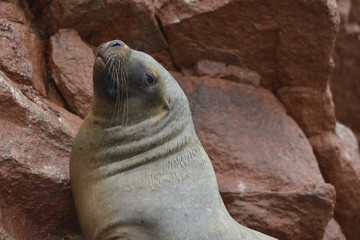 Fototapeta premium León de mar, Islas Ballestas, Perú