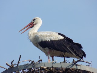 Stork in nest