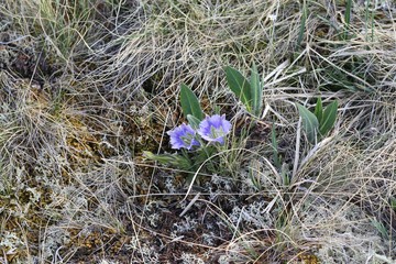 горный цветок