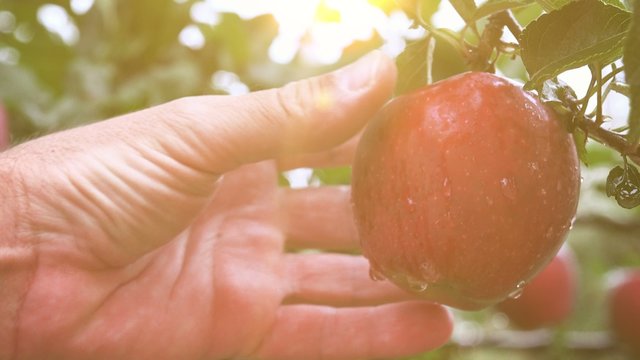 Hand picking apple from the branch of an apple tree in organic fruit orchard