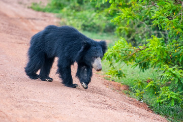 Fototapeta na wymiar Bear at Yala National park in Sri Lanka
