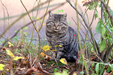 tabby cat outside