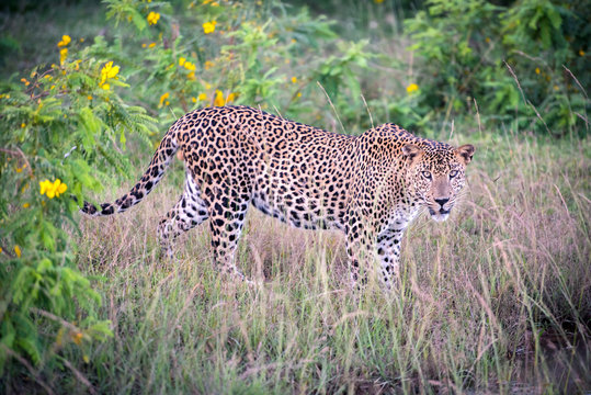 leopard in the jungle