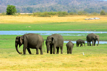 Naklejka na ściany i meble wild elephants in the National Park, Sri Lanka