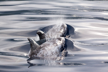 Beautiful Risso dolphins (Grampus griseus) in the ocean near the Azores
