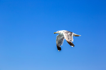 Big seagull in sky