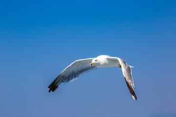 Fototapeta na wymiar Big seagull in sky