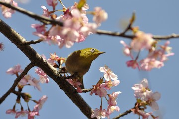 メジロと河津桜
