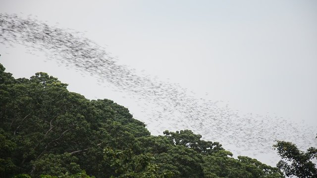 Hundred Million Bats flying nocturnal at Wat Khao Chong Pran in Ratchaburi Thailand.