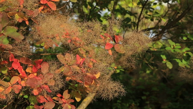 Smoke tree in botanical gardens
