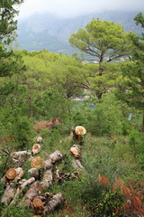 Pine Biokovo mountain in the background