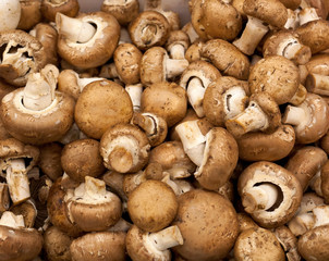 Mushrooms background at market