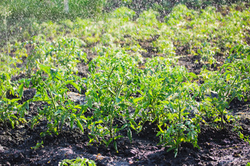 Plants in the garden. Watering plants