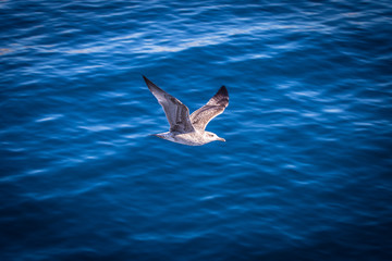 Möwe