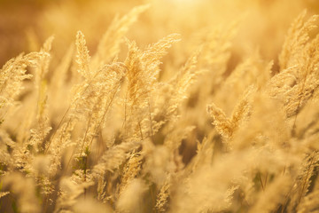 golden  grass on a background sunset