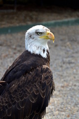 Bald Eagle at a Birds of Prey Centre