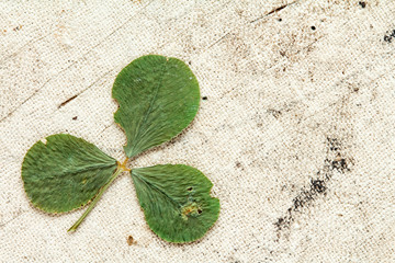 Dry clover with copy-space