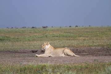Naklejka na ściany i meble Portrait of wild lion in its natural savanna habitat