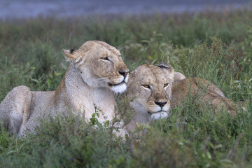 Portrait of wild lion in its natural savanna habitat