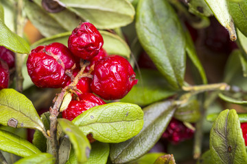 A scattering of dried twigs with berries cranberries