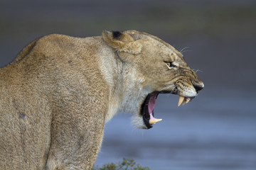 Portrait of wild lion growling in its natural savanna habitat