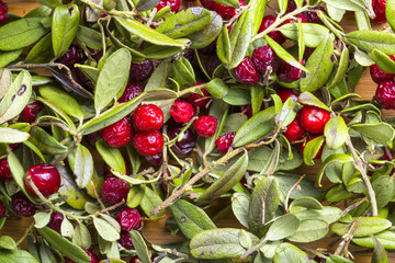 A scattering of dried twigs with berries cranberries
