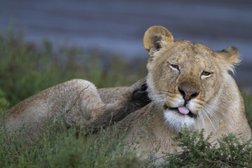Portrait of wild lion in its natural savanna habitat