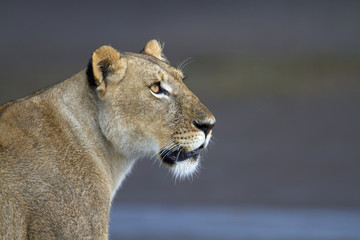 Portrait of wild lion in its natural savanna habitat