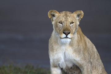 Portrait of wild lion in its natural savanna habitat
