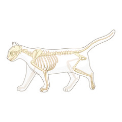 Cat skeleton veterinary vector illustration