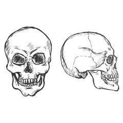 Vector  Sketch Skulls. Side and Front View.