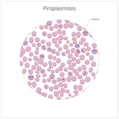 Piroplasmosis babesiosis in blood illustration