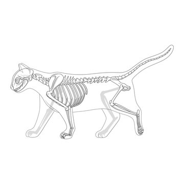 Cat Skeleton Veterinary Vector Illustration