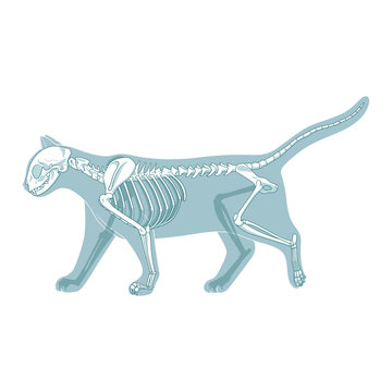 Cat skeleton veterinary vector illustration