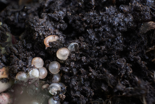 Schneckeneier mit Babyschnecke 2
