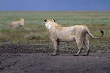 Portrait of wild lion in its natural savanna habitat