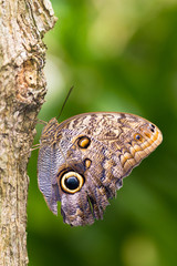 Fototapeta premium Owl butterfly in the genus Caligo, on a tree