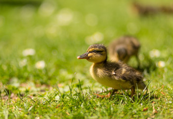 little duckling