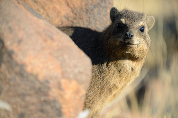 Rock hyrax, Quiver Tree Forest, Namibia