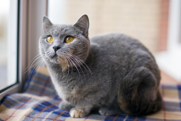 British cat blue, cat color turtle, lovely cat in the house, pet.
