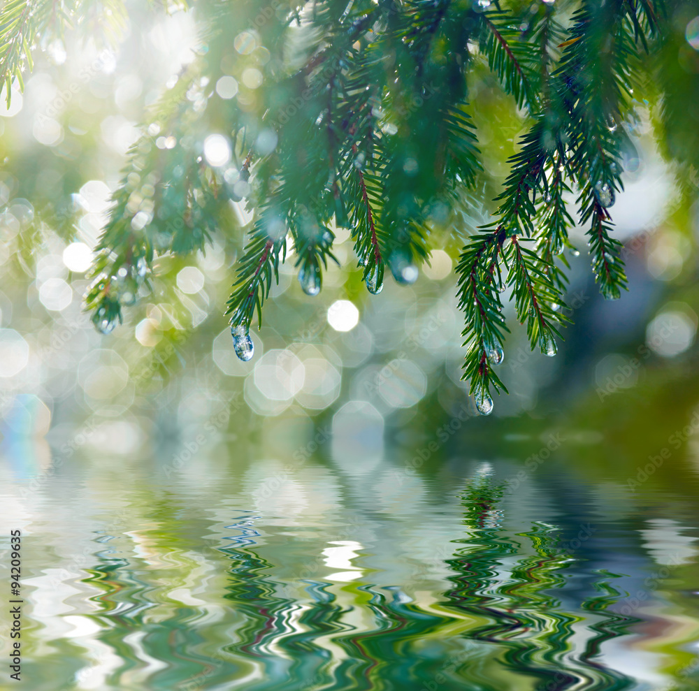 Poster Branch of fir tree reflected in the water. Shallow DOF
