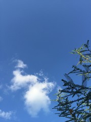 bluesky and whitecloud