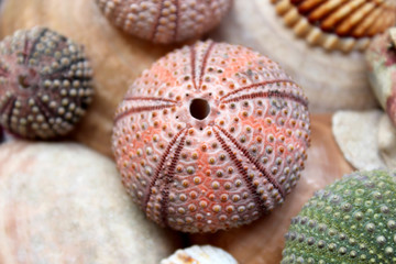 Variety of colorful sea urchins