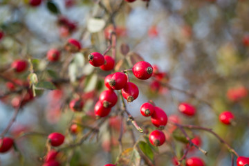 Red wild briers (color toned image)