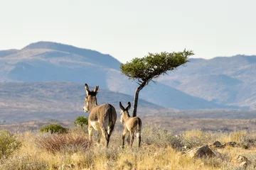 Papier Peint photo Lavable Âne Les ânes en Namibie